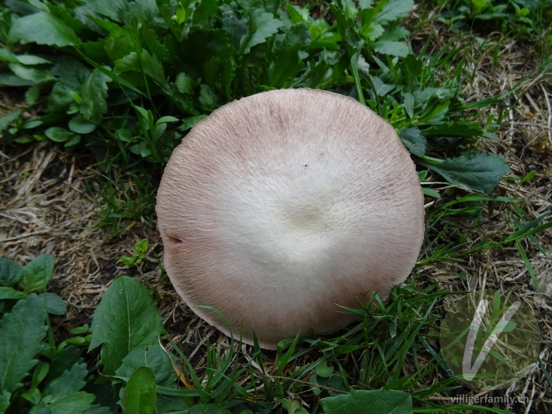 Wiesen-Champignon: 