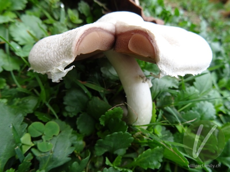 Wiesen-Champignon: 