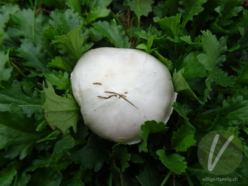 Wiesen-Champignon: 