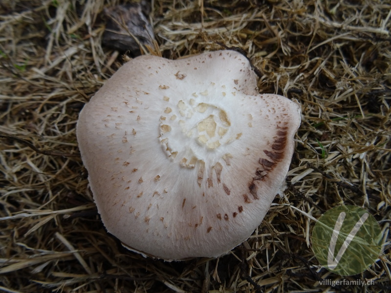 Wiesen-Champignon: 