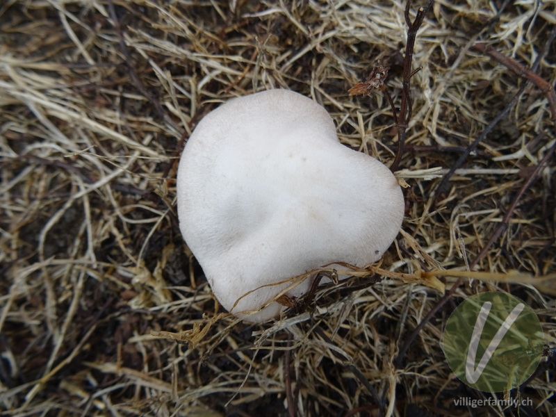 Wiesen-Champignon: 