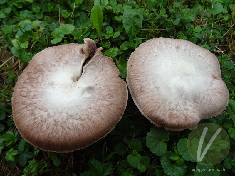 Wiesen-Champignon: 