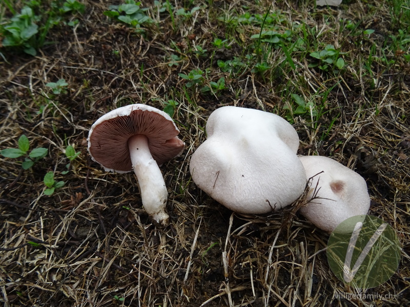 Wiesen-Champignon: 