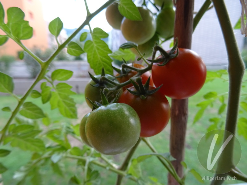 Tomate: Früchte