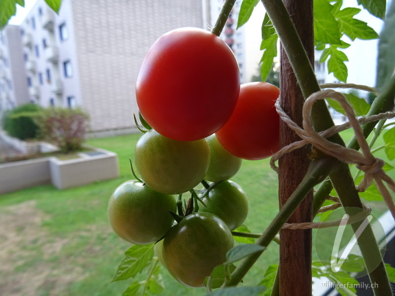 Tomate: Früchte