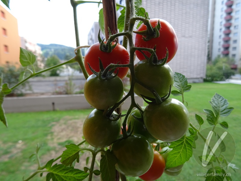 Tomate: Früchte