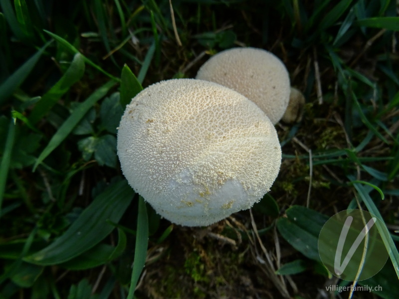 Flaschen-Stäubling: 