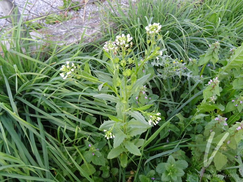 Acker-Täschelkraut: Gesamtbild