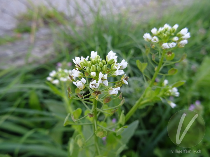 Acker-Täschelkraut: Blüten