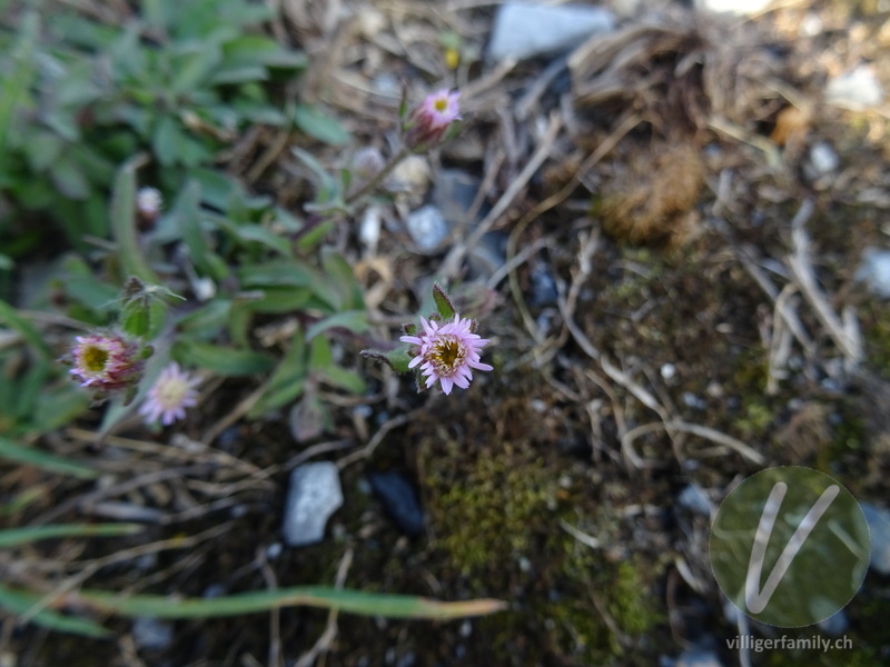 Gewöhnliches Scharfes Berufkraut: Blüten