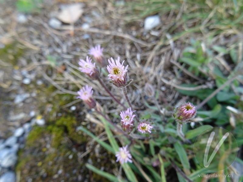 Gewöhnliches Scharfes Berufkraut: Blüten