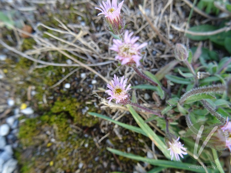 Gewöhnliches Scharfes Berufkraut: Blüten