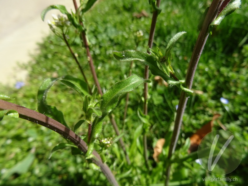 Gemeines Hirtentäschel: Blätter, Stengel