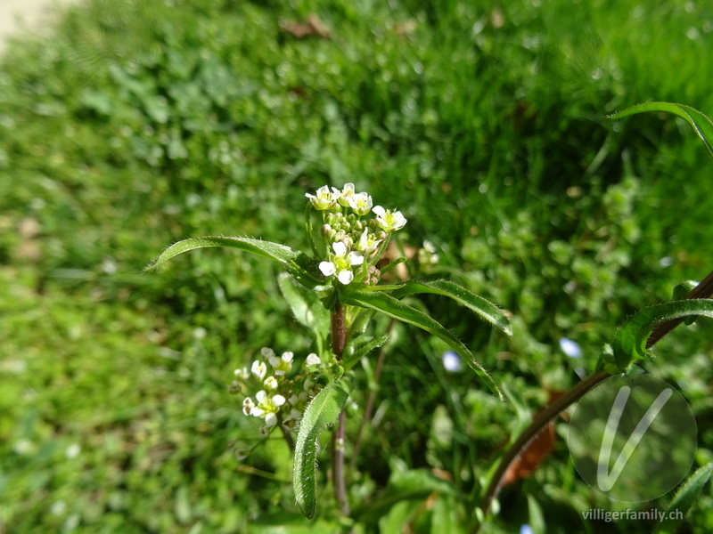 Gemeines Hirtentäschel: Blüten