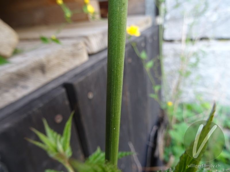 Goldröschen: Stengel