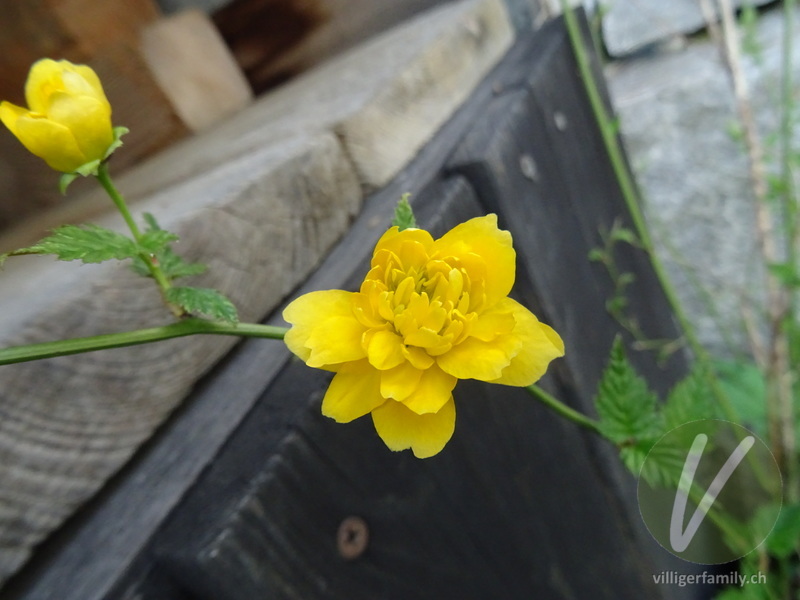 Goldröschen: Blüten