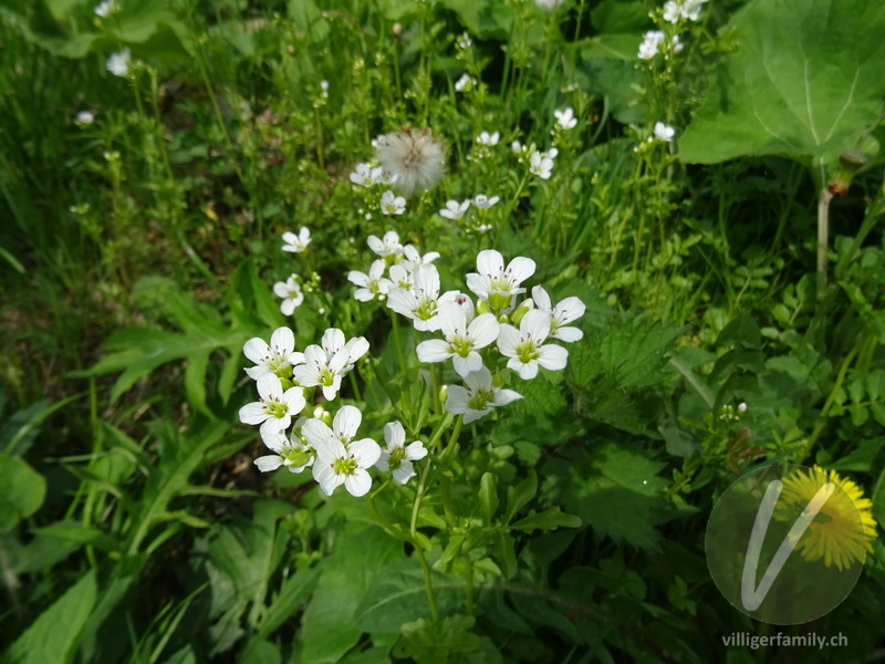 Bitteres Schaumkraut: Blüten