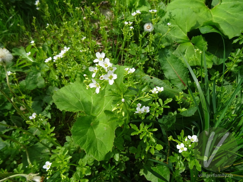 Bitteres Schaumkraut: Gesamtbild, Blüten