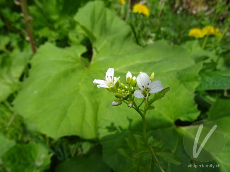 Bitteres Schaumkraut: Blüten