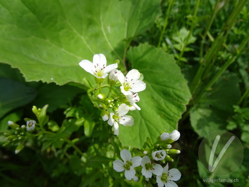 Bitteres Schaumkraut: Blüten