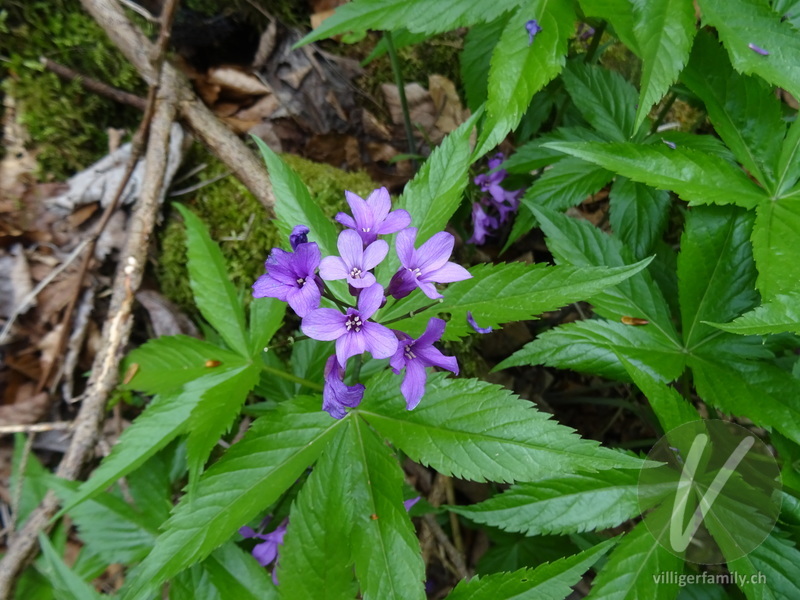 Fingerblättrige Zahnwurz: Blüten