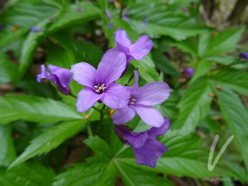 Fingerblättrige Zahnwurz: Blüten