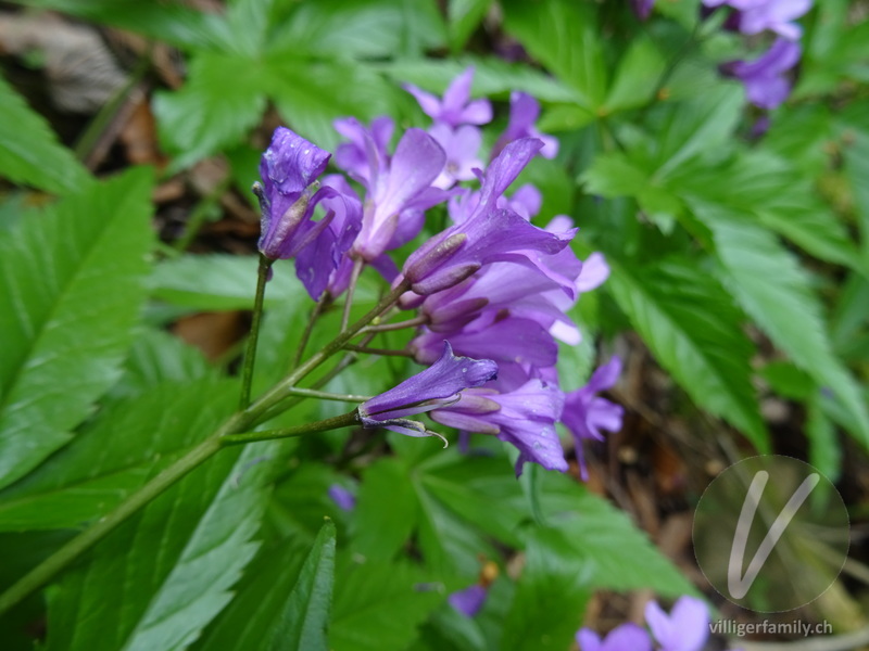 Fingerblättrige Zahnwurz: Blüten