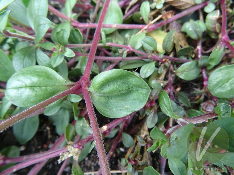 Rotes Seifenkraut: Blätter, Stengel