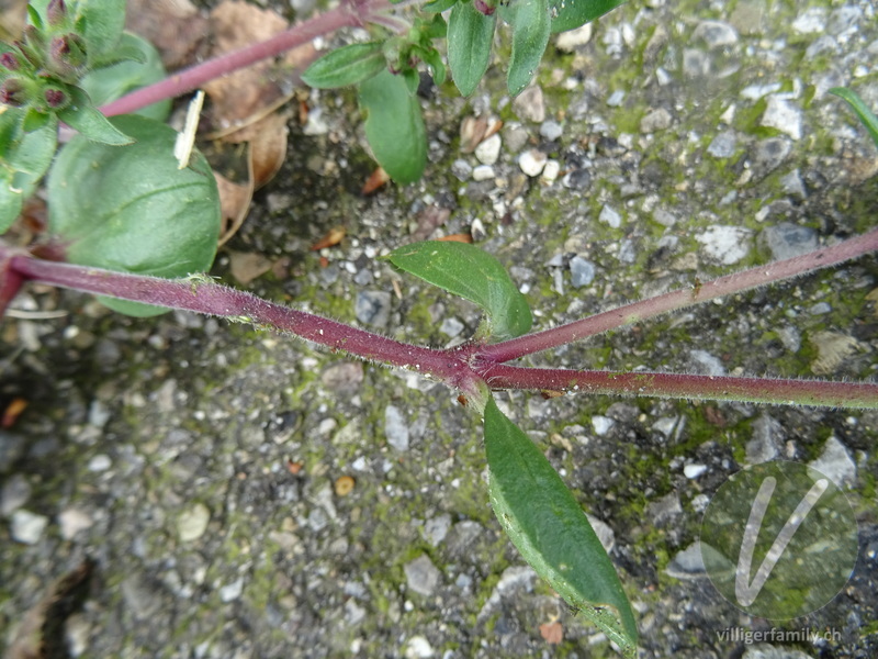 Rotes Seifenkraut: Stengel