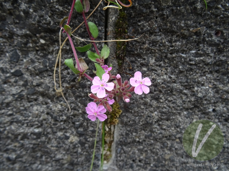 Rotes Seifenkraut: Blüten