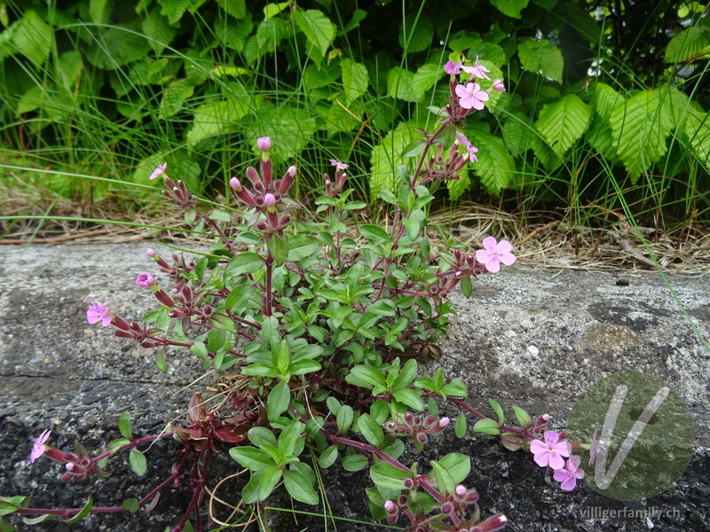 Rotes Seifenkraut: Gesamtbild