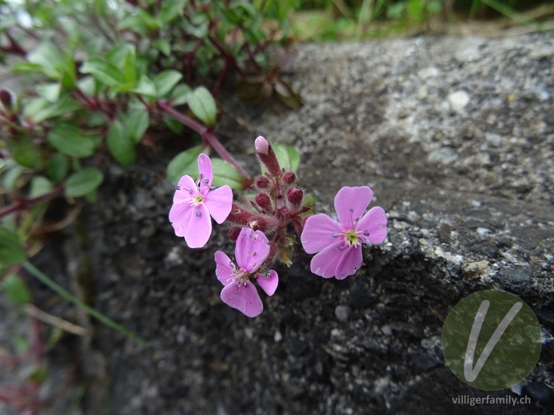 Rotes Seifenkraut: Blüten