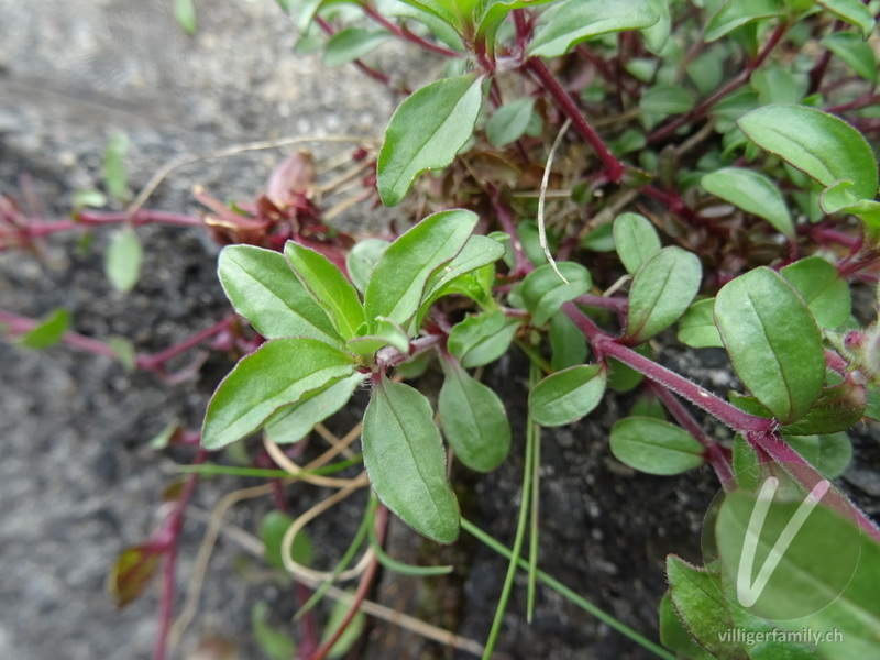 Rotes Seifenkraut: Blätter