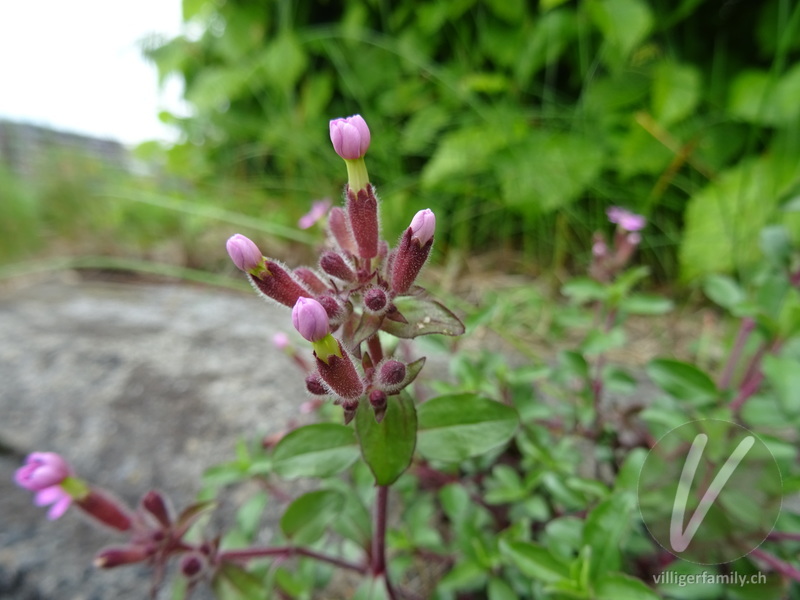 Rotes Seifenkraut: Blüten