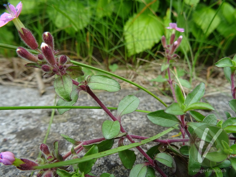 Rotes Seifenkraut: Blätter, Stengel