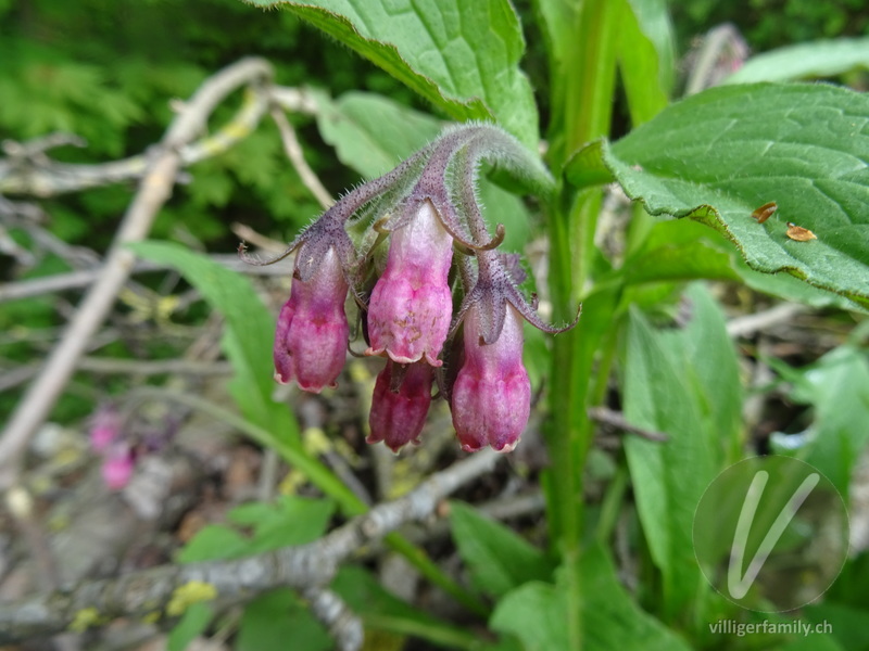 Echte Wallwurz: Blüten