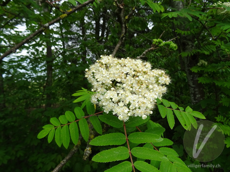 Vogelbeerbaum: Blüten