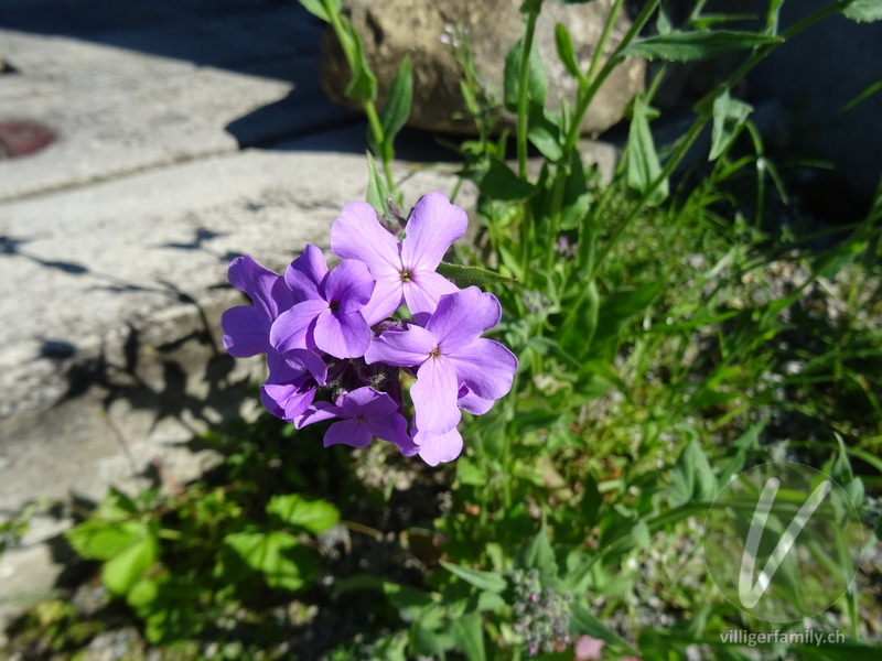 Garten-Mondviole: Blüten