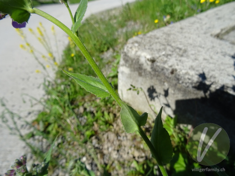 Garten-Mondviole: Stengel, Blätter