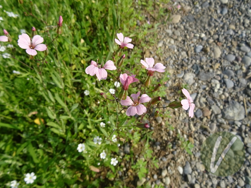 Kuhnelke: Blüten