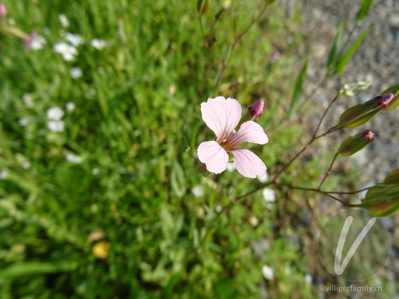 Kuhnelke: Blüten