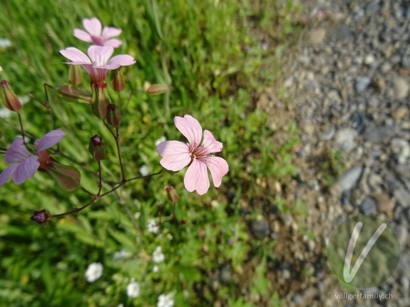 Kuhnelke: Blüten