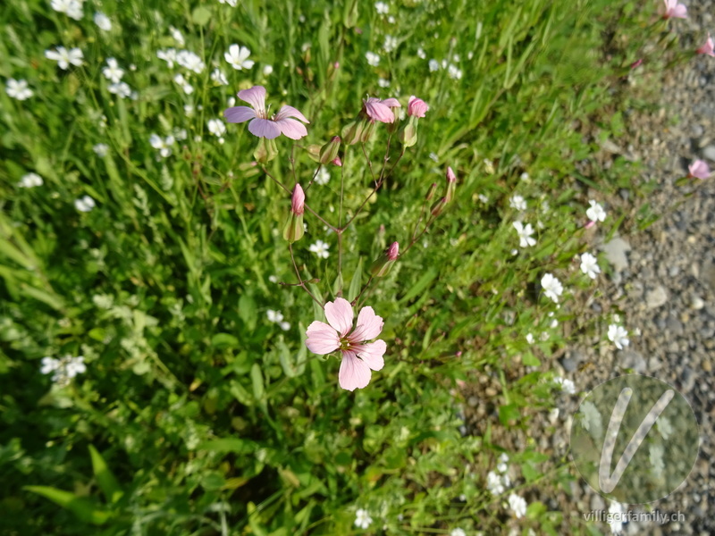 Kuhnelke: Blüten