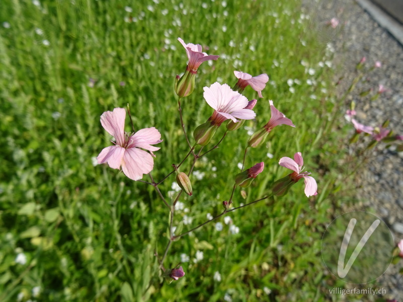 Kuhnelke: Blüten