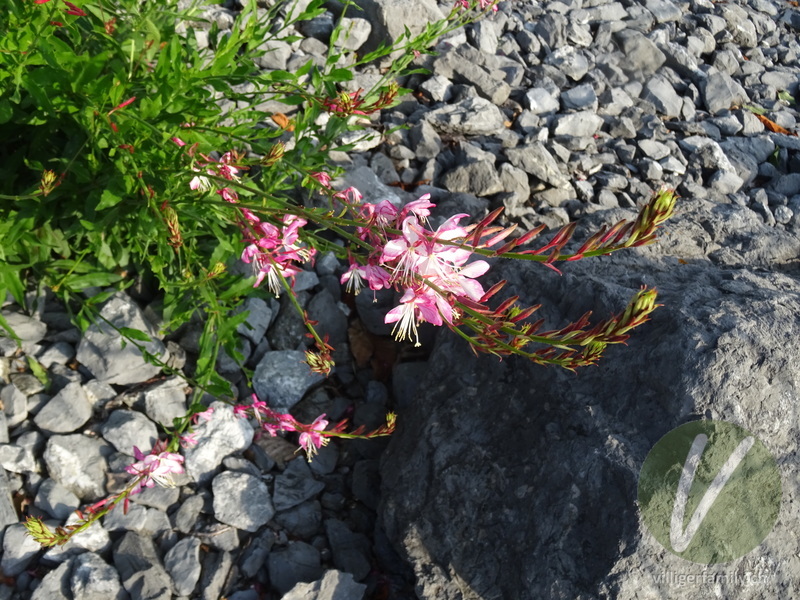 Prachtkerze: Blüten