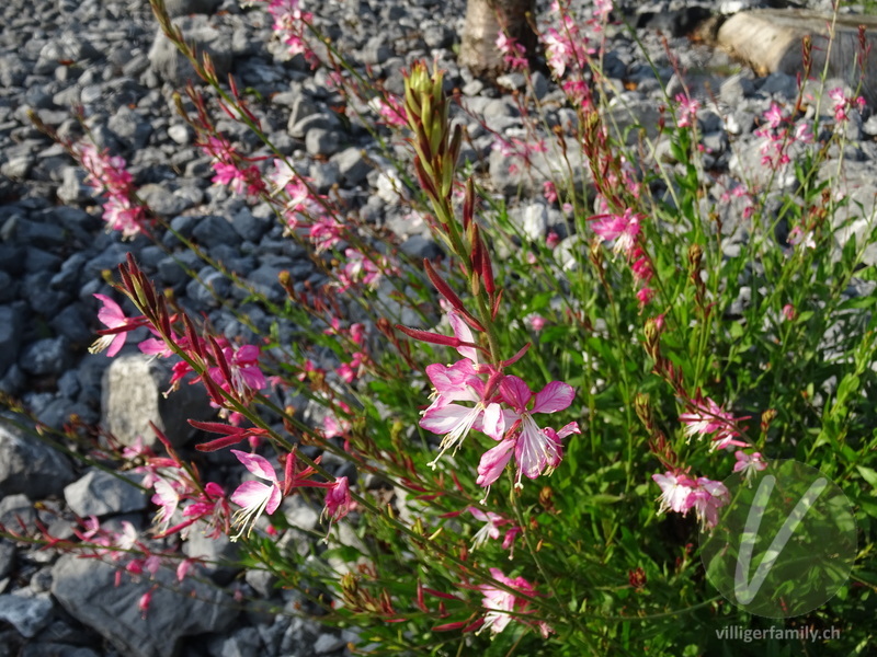 Prachtkerze: Blüten