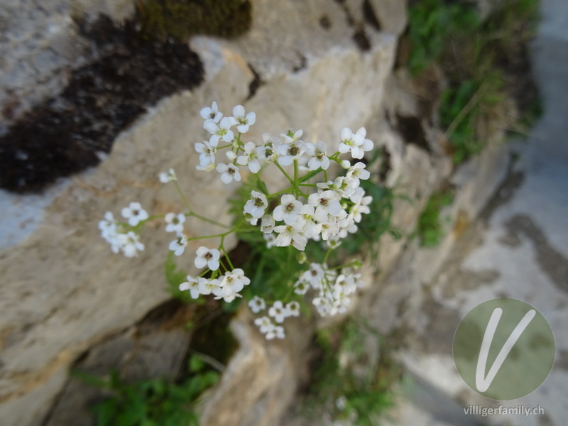 Felsen-Kugelschötchen: Blüten