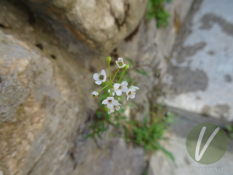 Felsen-Kugelschötchen: Blüten