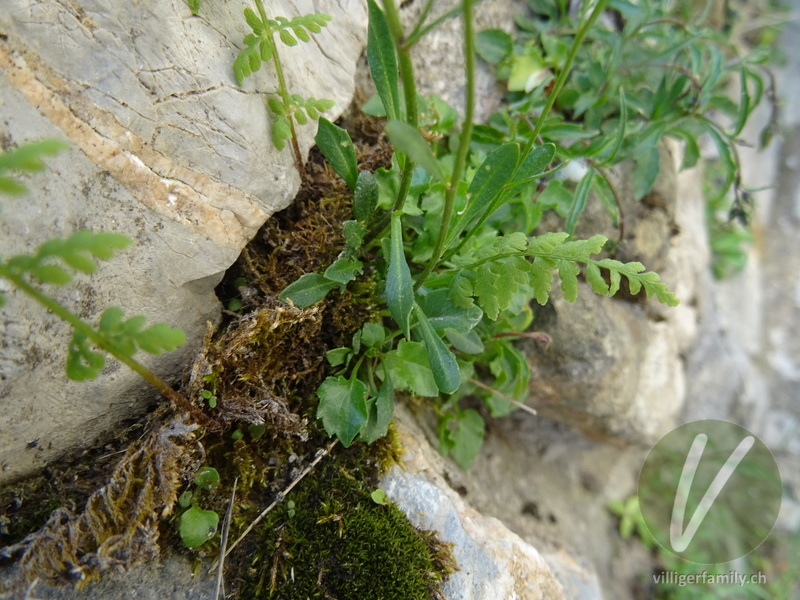 Felsen-Kugelschötchen: Stengel, Blätter