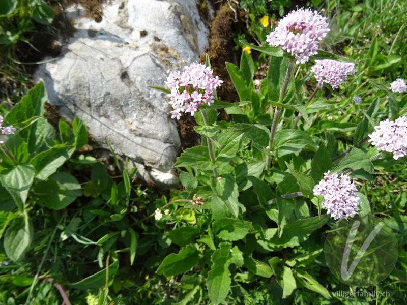 Berg-Baldrian: Blüten, Gesamtbild